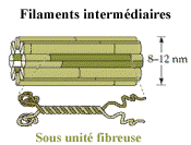 Filaments intermédiares