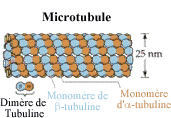 Microtubule