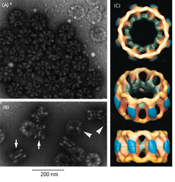 Complexes de pore nuclaire