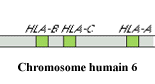 Le chromosome humain 6 porte les loci Humain HLA-A, B et C
