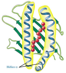 Peptide fixé dans la "grotte"