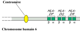 Le chromosome humain 6 porte les loci Humain HLA-DP, DQ et DR