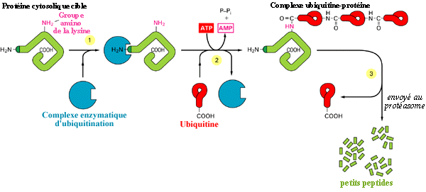 L'ubiquitination