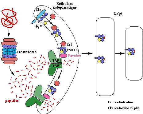 Association de peptides aux molécules du CMH I dans le R.E