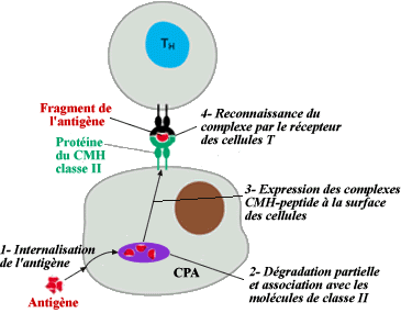 Présentation d'un peptide exogène par la protéine CMH II