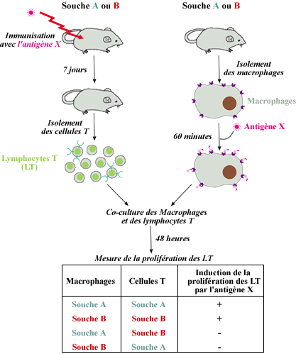 Restriction du CMH à la prolifération des lymphocytes T