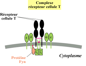 Complexe récepteur - cellule T
