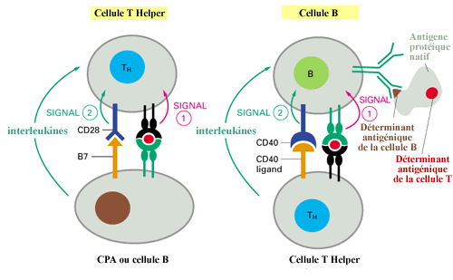présentation de peptide sur le CMH II par des CPA