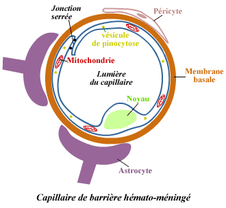Barrière hémato-encéphalique