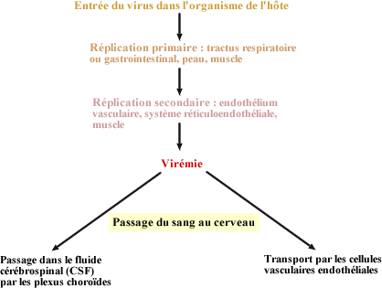 Entrée dans le SNC par la voie hématogène d'une infection par un entérovirus