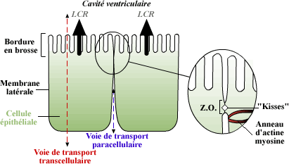 Epithélium choroïdien