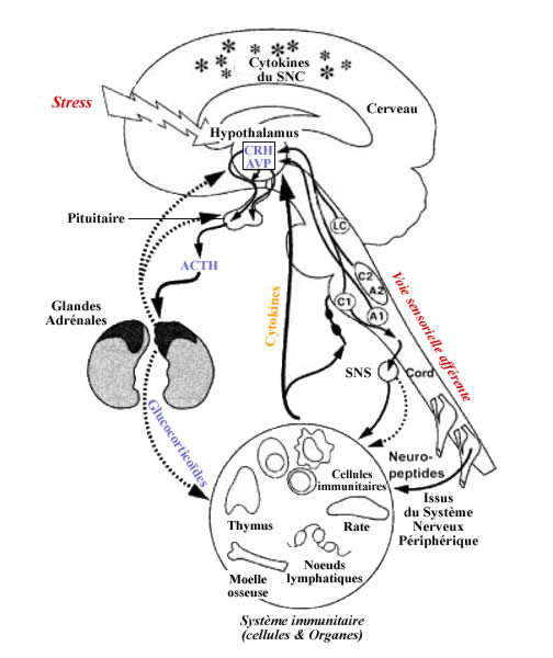 Voie humorale au travers de l'axe Hypothalamus-Pituiaire-Adrénergique (HPA)