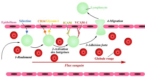 Passage des lymphocytes activés au travers de la BBB