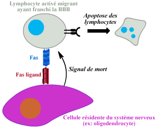 Elimination des lymphocytes activés par intercation Fas/Fas-ligand