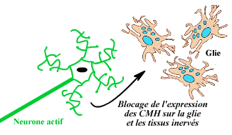 Blocage de l'expression du CMH sur la glie par les neurones
