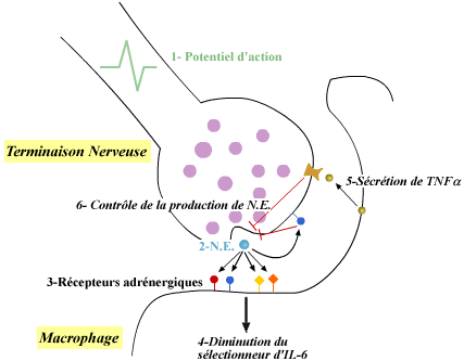 Interaction entre une terminaison nerveuse et un macrophage de la rate