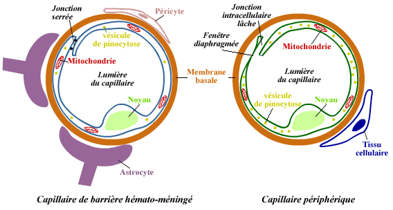Capillaire du BBB - Capillaire périphérique