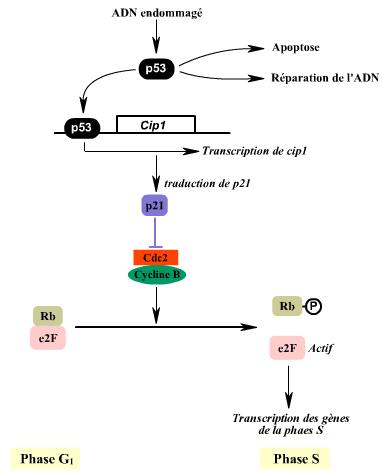 Effet de p53 eb réponse à un endomagement de l'ADN