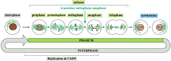 Les phases du cycle cellulaire