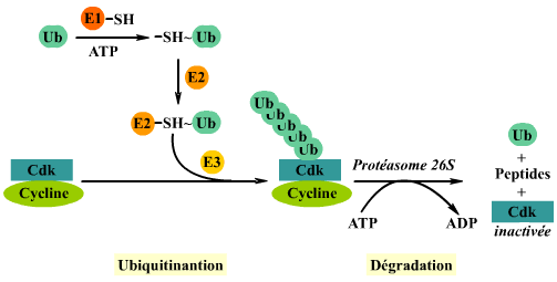 Ubiquitination et dégradation des cyclines