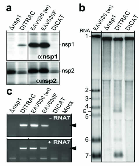 nsp1 est un facteur essentiel pour la transcription mais non pour la réplication du génome de l'EAV