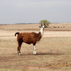 Lama