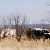 Long Horn