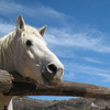 Cheval